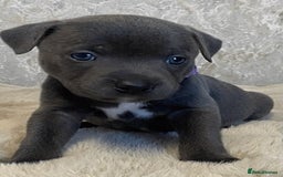 Staffordshire Bull Terrier dogs for sale: Blue Eyes Staffordshire Bull Terriers. - Image 4