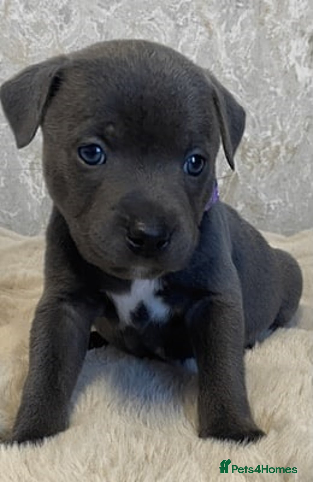 Staffordshire Bull Terrier dogs for sale: Blue Eyes Staffordshire Bull Terriers. - Image 4