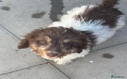 Cockapoo dogs for sale: 1 male cockapoo puppy  - Image 12