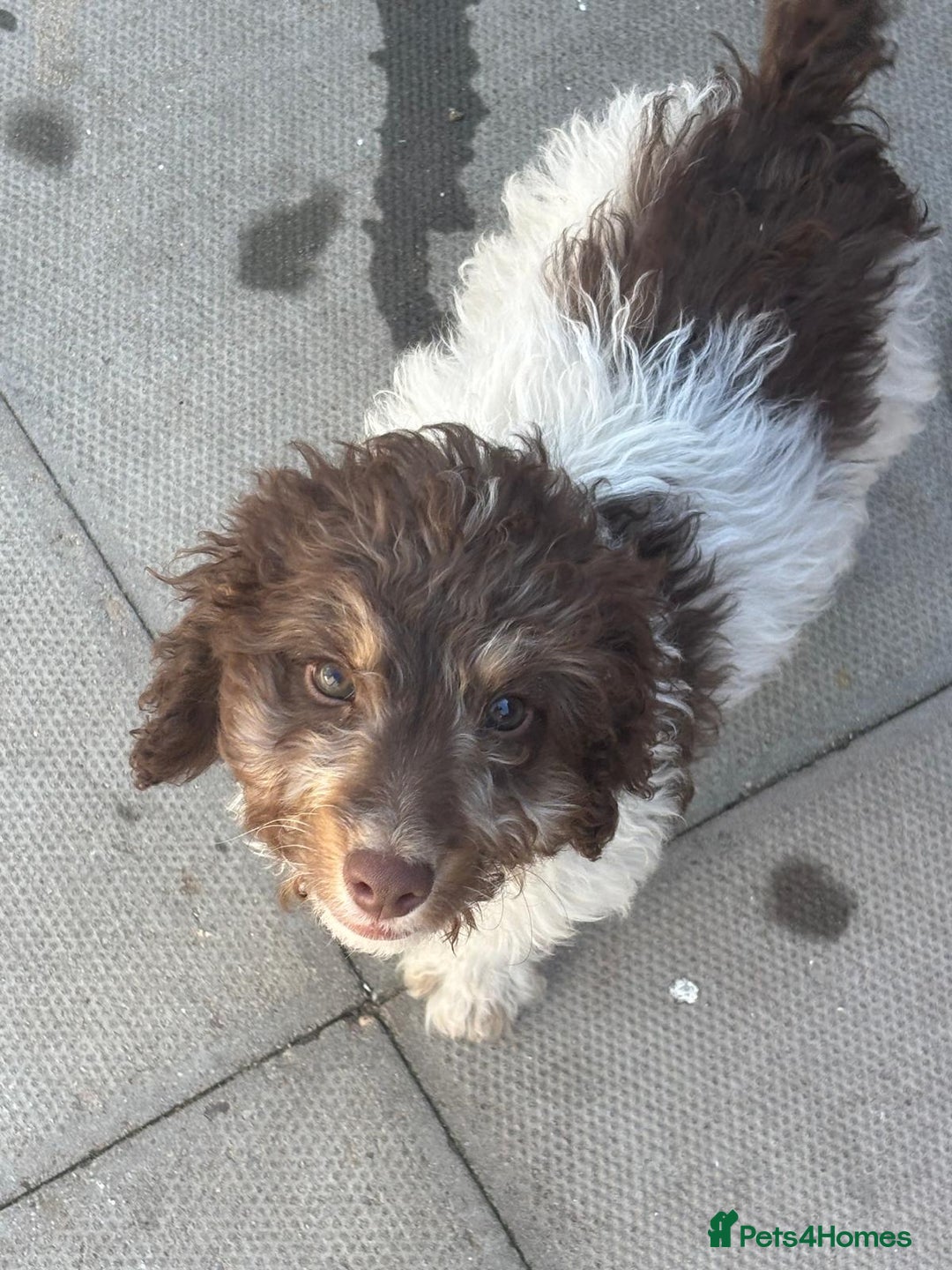 Cockapoo dogs for sale: 1 male cockapoo puppy  - Image 12