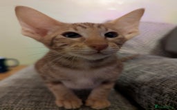 Oriental cats for sale: Stunning oriental girls seeking new slaves - Image 4