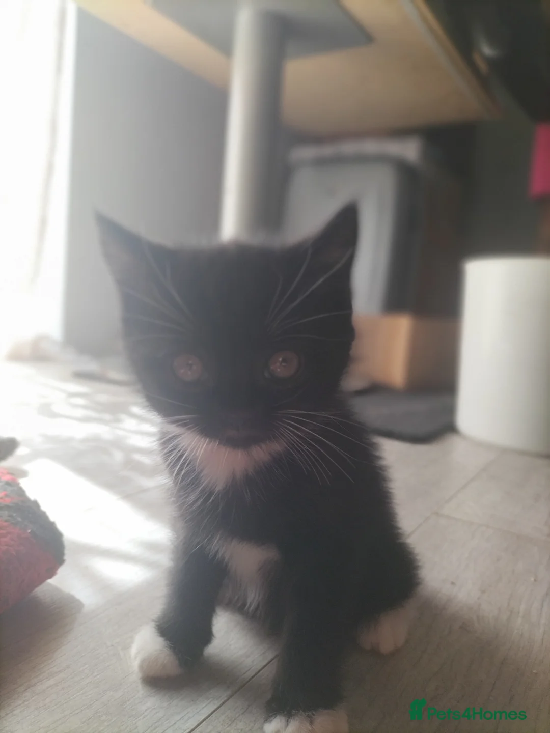 British Shorthair cats for sale: British short hair  - Advert 2