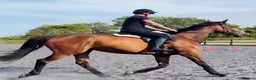 Irish Thoroughbred horses for sale: 17.2 Bay Gelding  - Advert 4