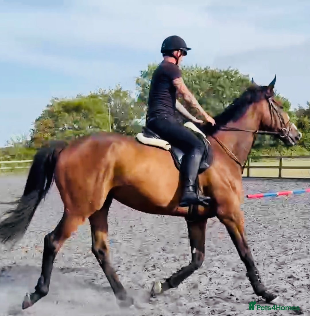 Irish Thoroughbred horses for sale: 17.2 Bay Gelding  - Advert 4