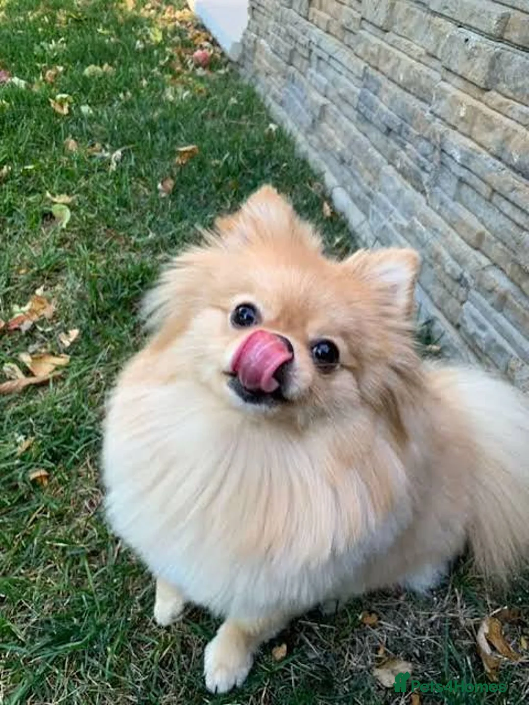 Pomeranian dogs for sale: 3 month puppy - Advert 2