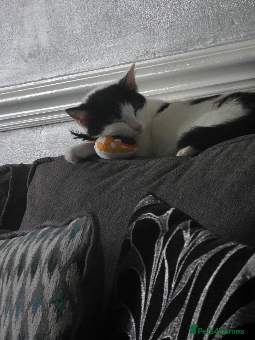 British Shorthair cats for sale: poppy 10 weeks old  - Advert 3