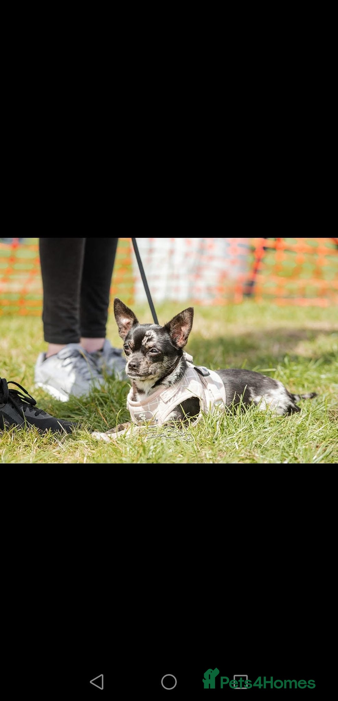 Chihuahua dogs for sale: Female Merle Chihuahua  - Image 1