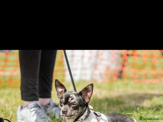 Chihuahua dogs - Advert 16