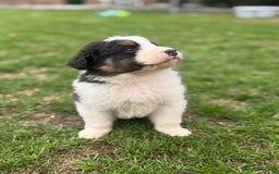 Australian Shepherd dogs for sale: 5 KC registered Australian Shepard puppies - Image 15