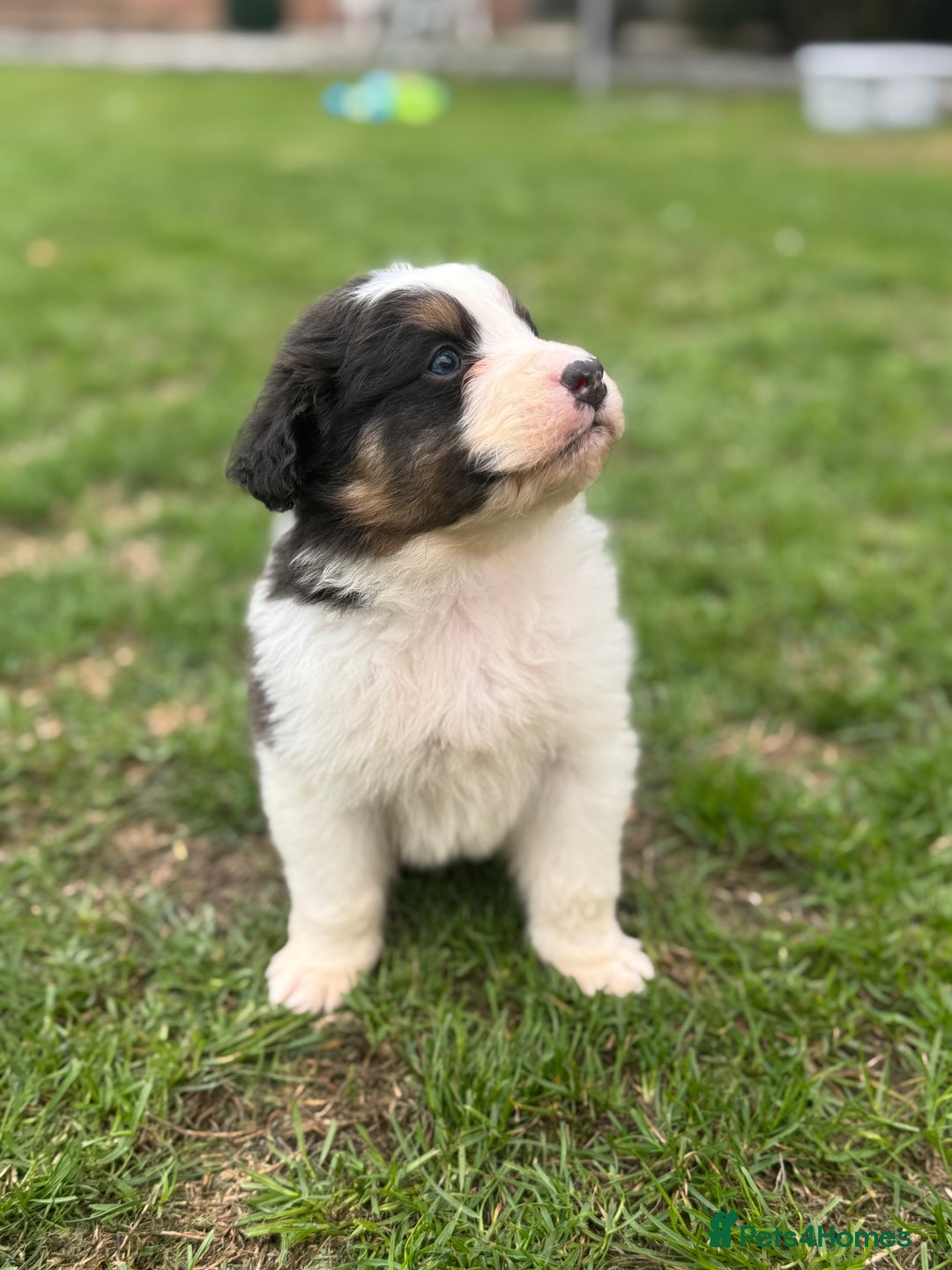 Australian Shepherd dogs for sale: 5 KC registered Australian Shepard puppies - Image 15