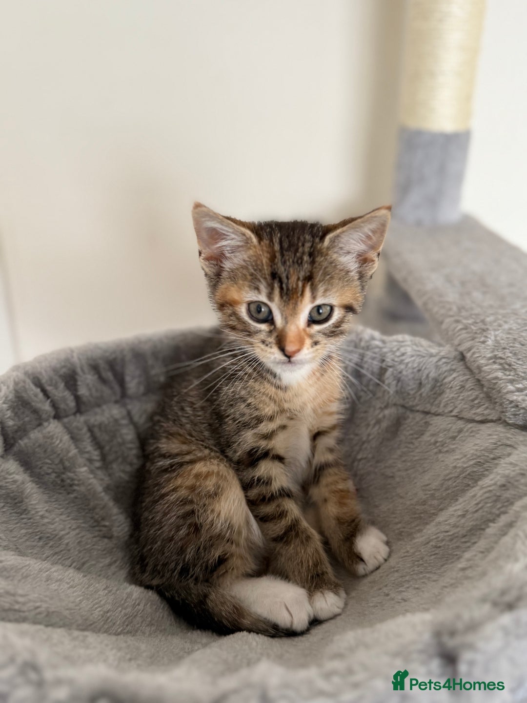 Mixed Breed cats for sale: 🐾 Adorable Kittens Looking for Loving Homes! 🐾 - Image 30