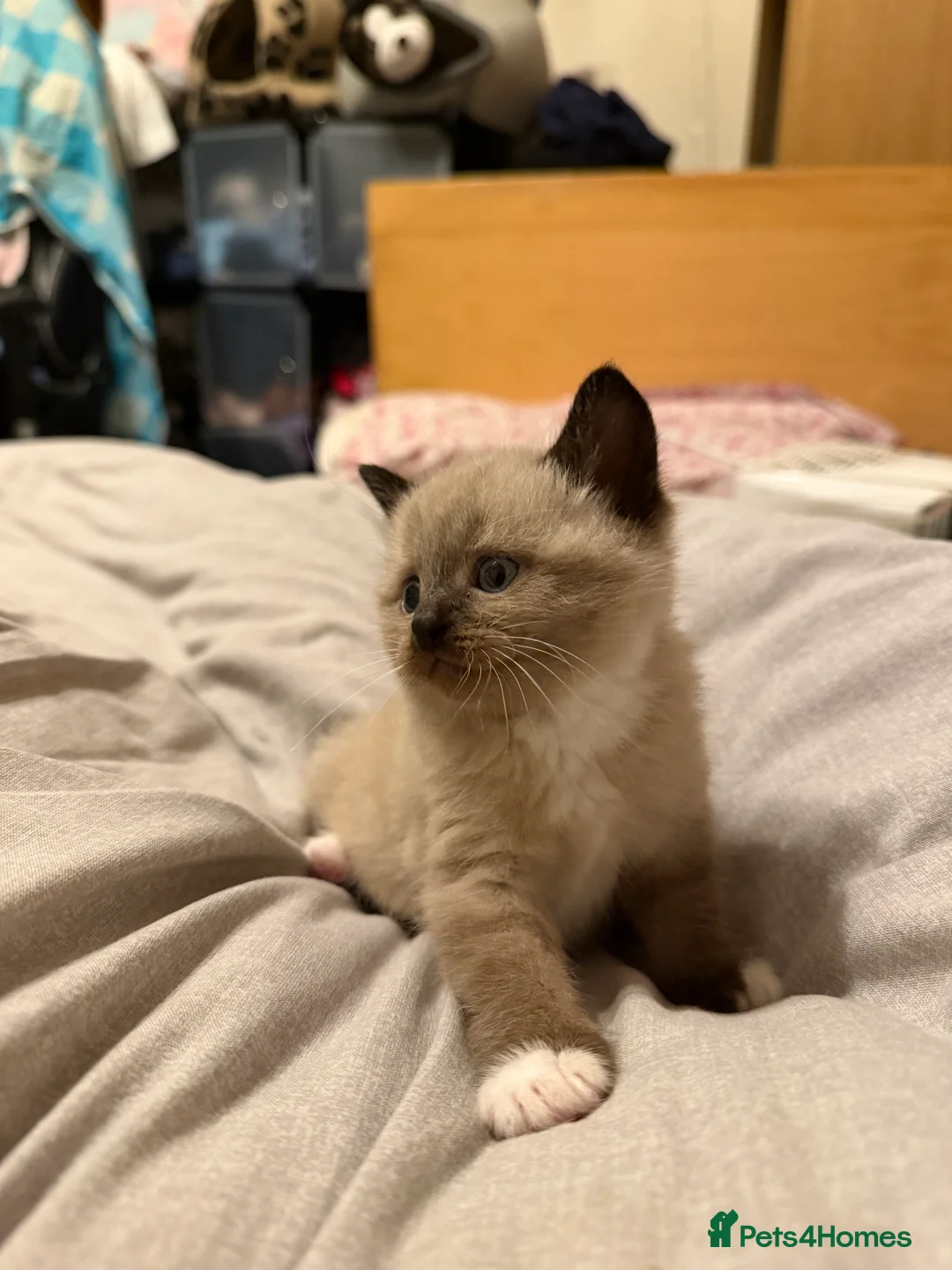 Scottish Fold cats for sale: Adorable scottish fold kittens for sale 5- litter - Advert 12