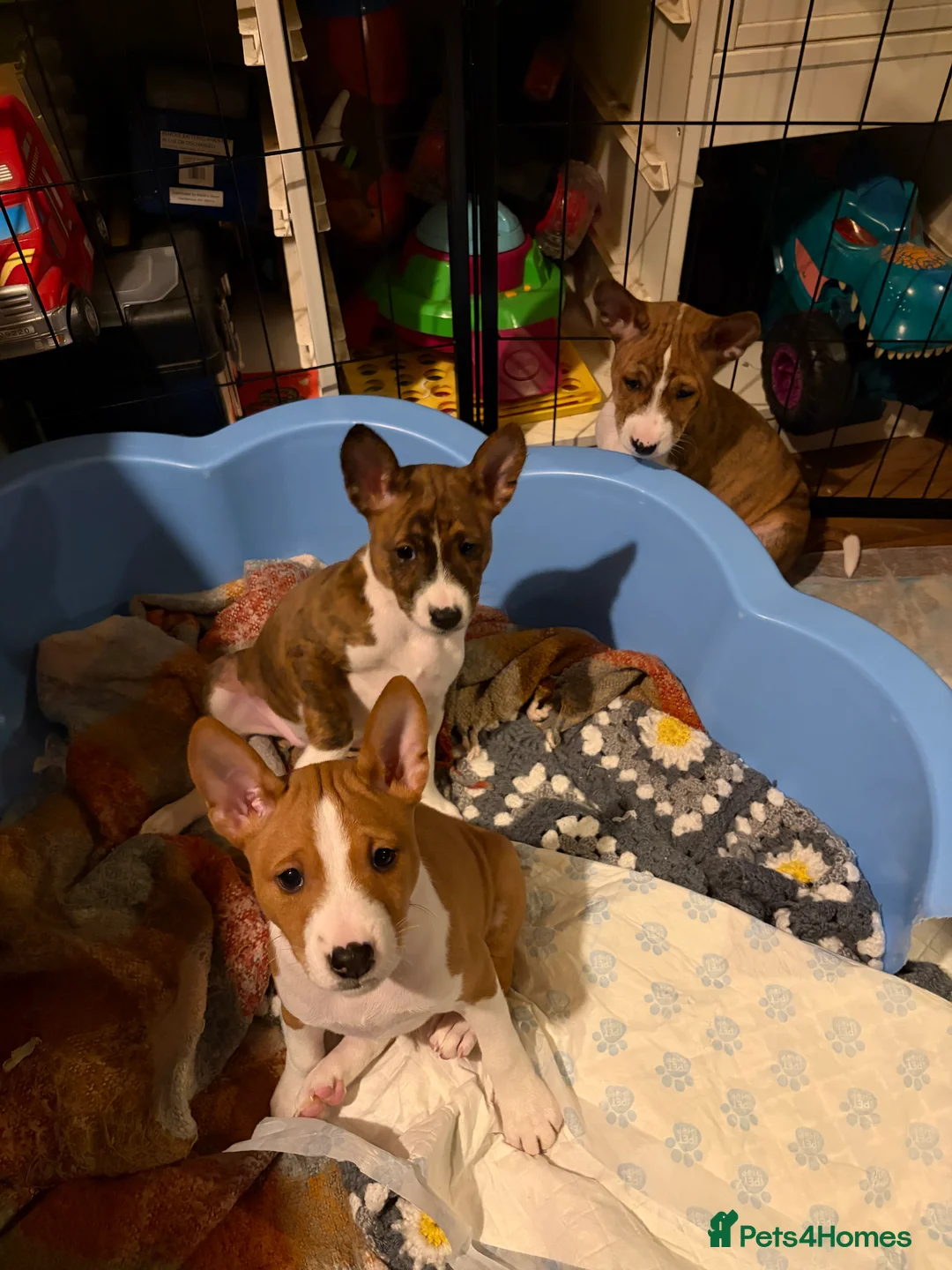 Basenji dogs for sale: 4 remaining basenji puppies left pure basenji  - Advert 3