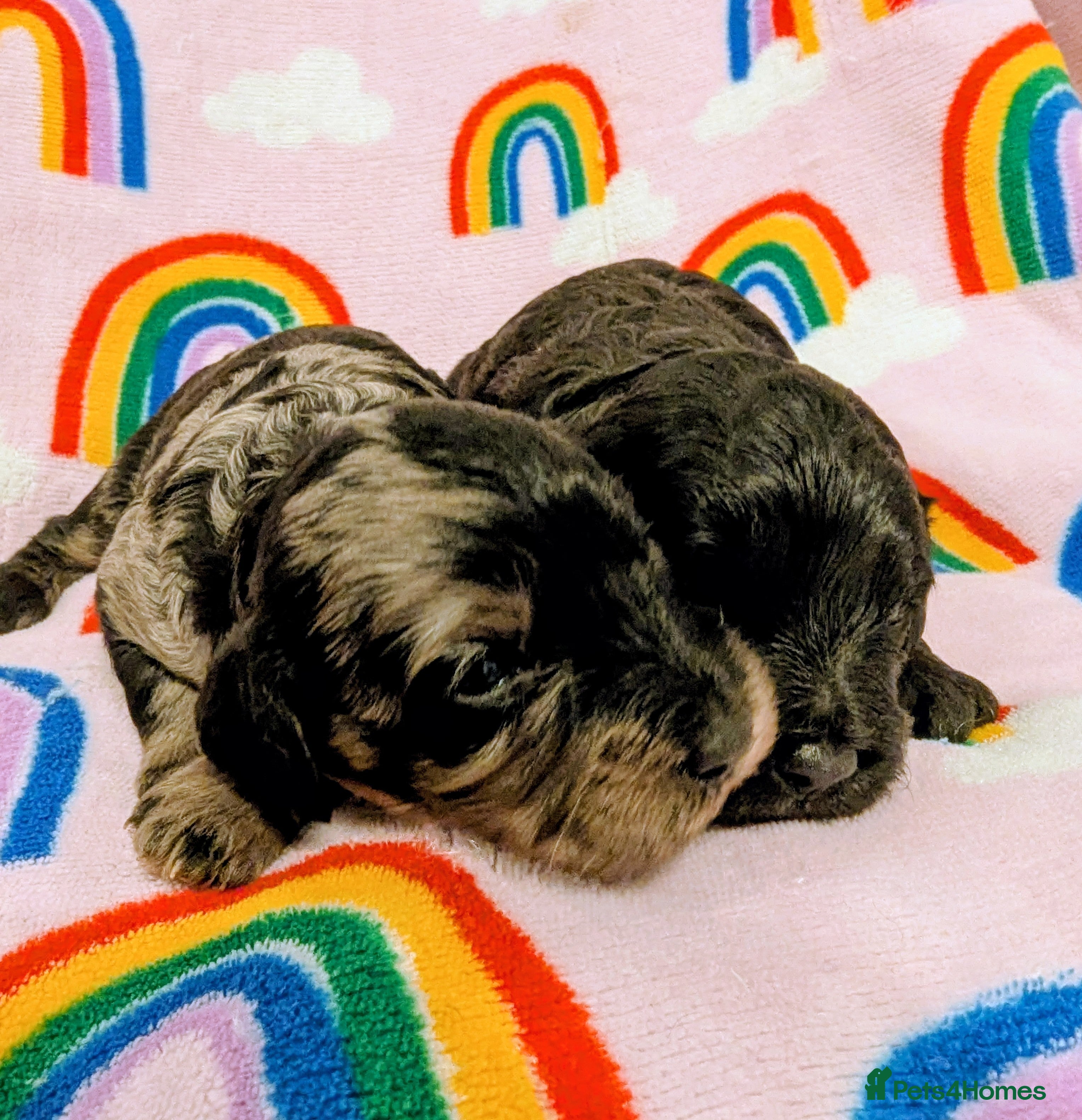 Cavapoo dogs DNA health tested Merle Cavapoos - Advert 17