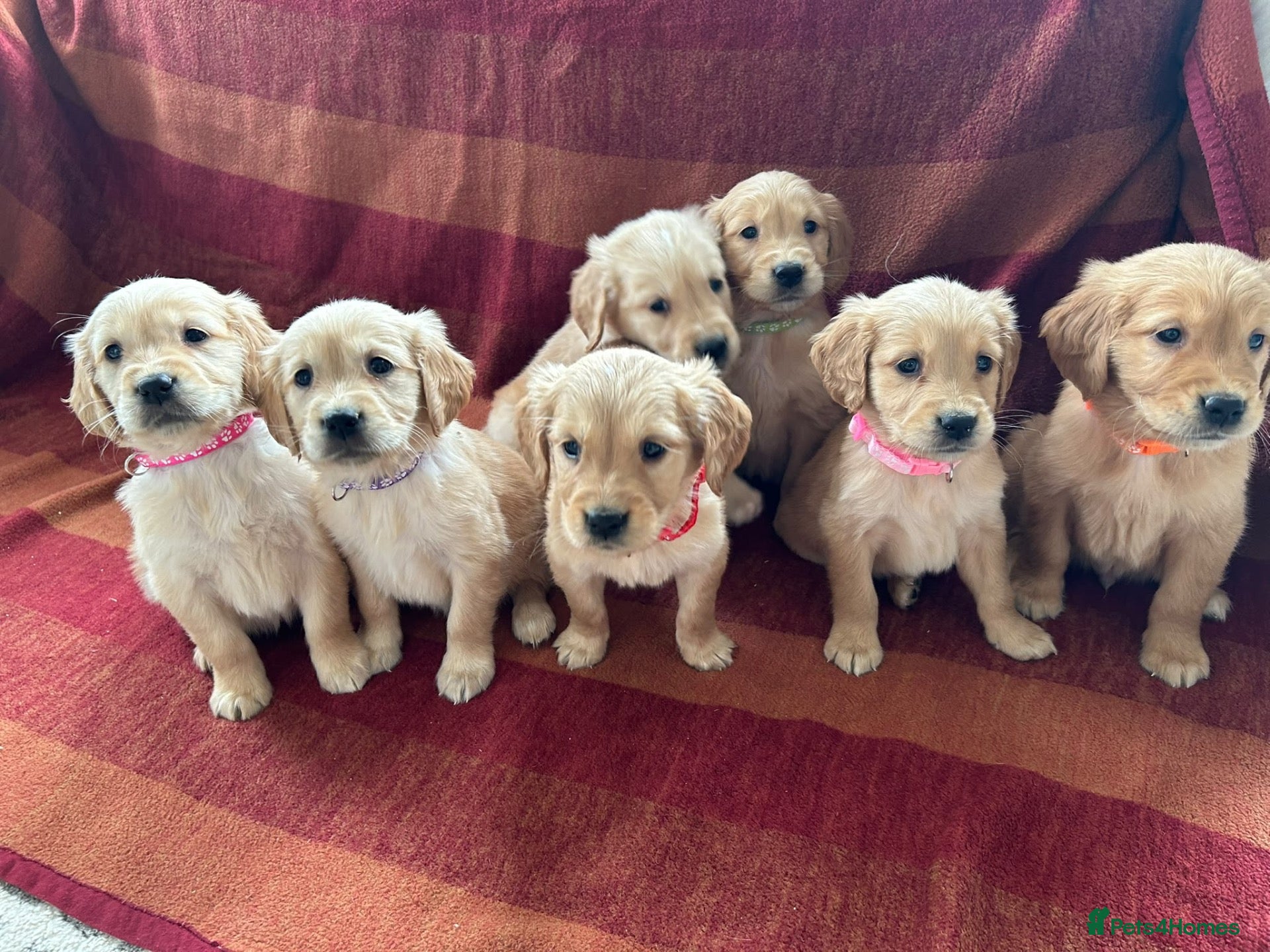 Golden Retriever dogs Kc registered golden retriever puppies  - Advert 1