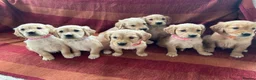 Golden Retriever dogs for sale: Kc registered golden retriever puppies  - Advert 11