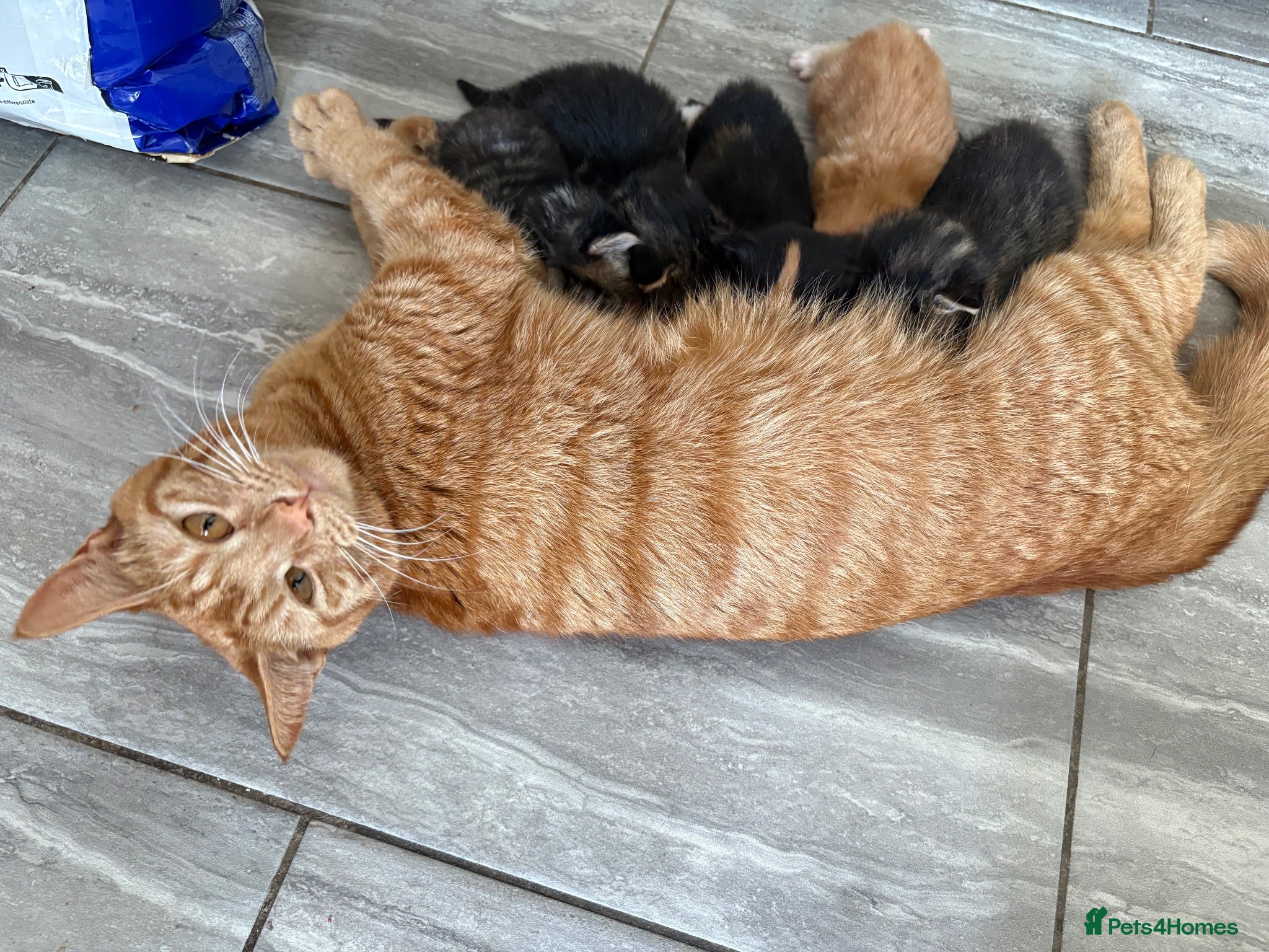 Mixed Breed cats  Stunning, Friendly & Confident Kittens - Advert 1