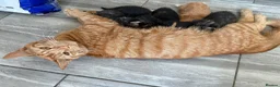 Mixed Breed cats for sale:  Stunning, Friendly & Confident Kittens - Advert 1
