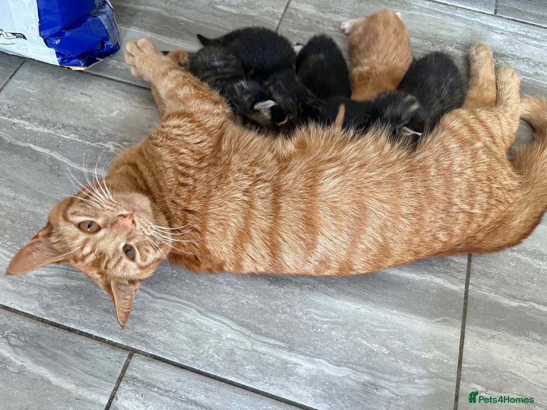 Mixed Breed cats for sale:  Stunning, Friendly & Confident Kittens - Advert 1