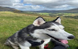 Siberian Husky dogs for sale: Beautiful, Loving Female Husky - Image 2