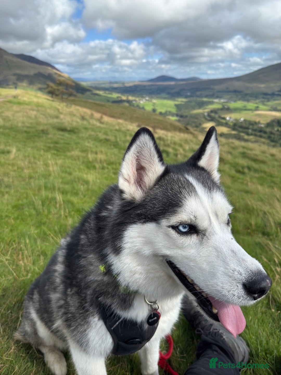 Siberian Husky dogs for sale: Beautiful, Loving Female Husky - Image 2