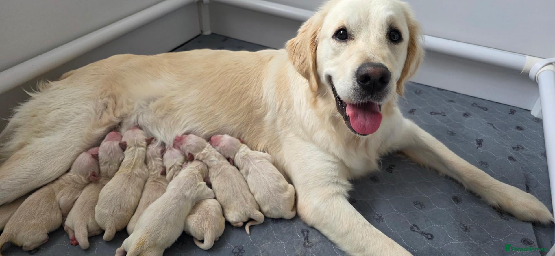 Golden Retriever dogs for sale: Gorgeous KC Registered Golden Retriever Puppies - Advert 1