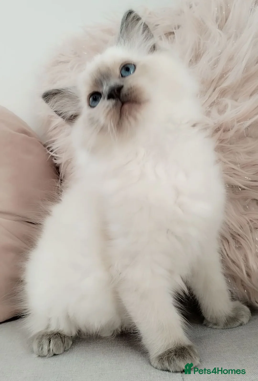 Ragdoll cats for sale: Tica registered Ragdoll kittens 💕  - Advert 2