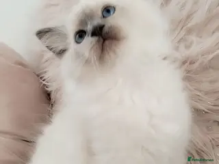 Ragdoll cats Tica registered Ragdoll kittens 💕 - Advert 1