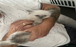 Ragdoll cats for sale: Ragdoll kittens  - Image 9