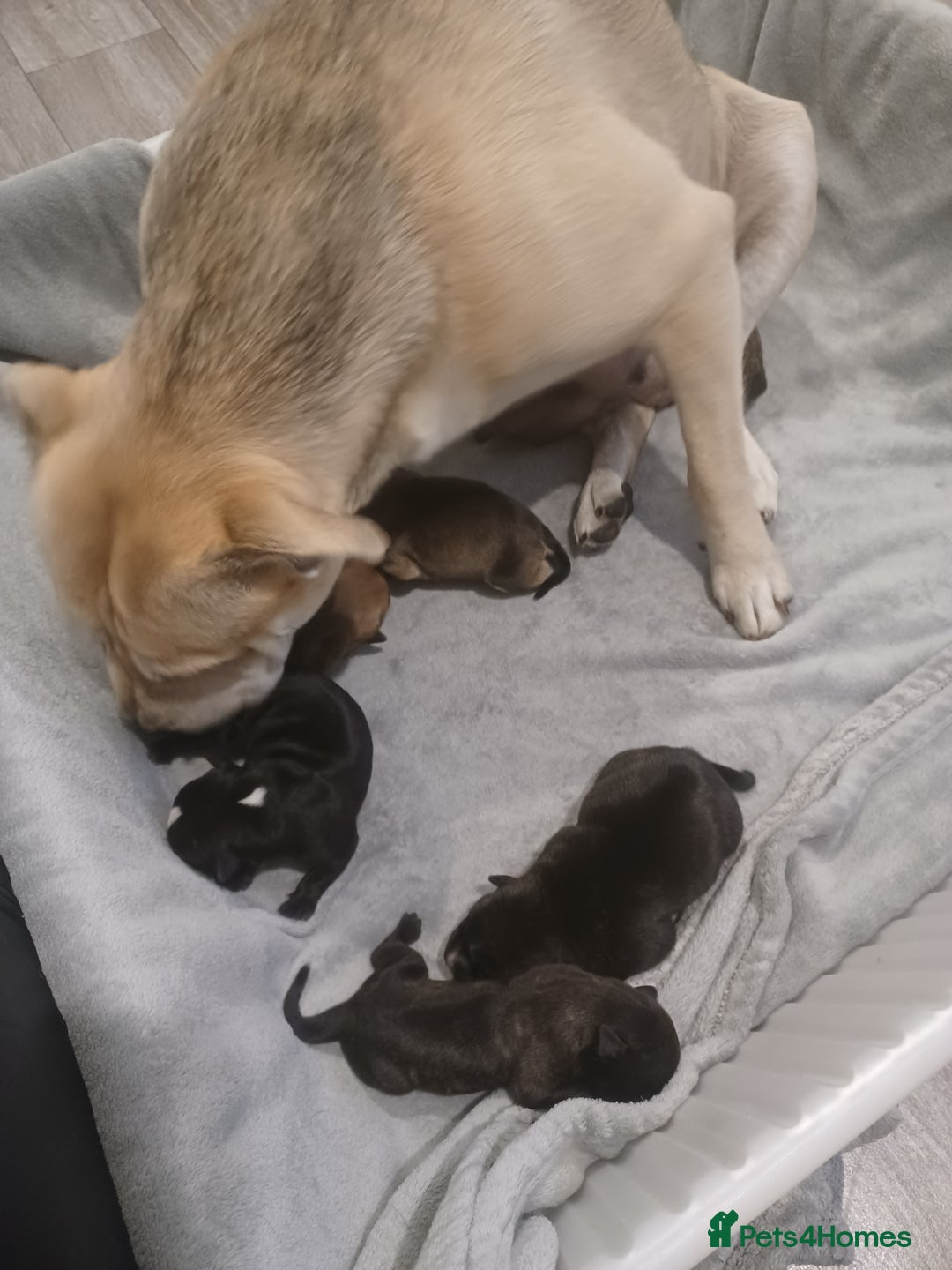 Mixed Breed dogs for sale: Bear coat Shar pei x Staffordshire pups - Advert 5