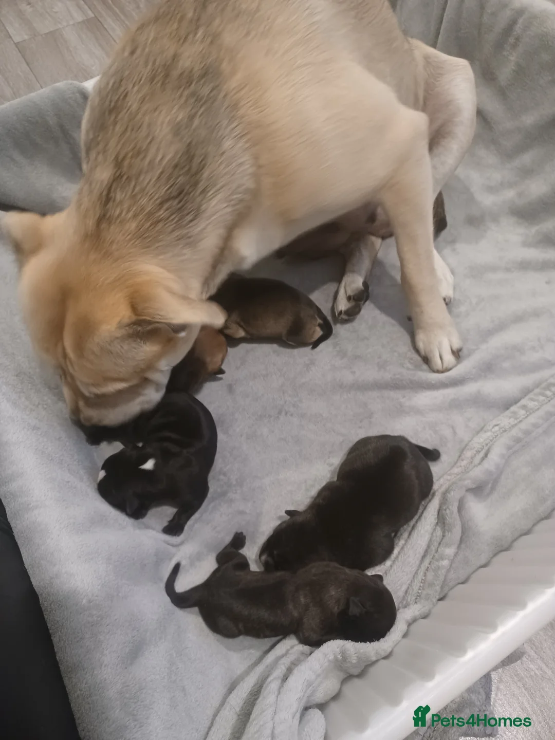 Mixed Breed dogs for sale: Bear coat Shar pei x Staffordshire pups - Advert 5