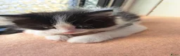 Mixed Breed cats for sale: Cats for sale - Advert 12