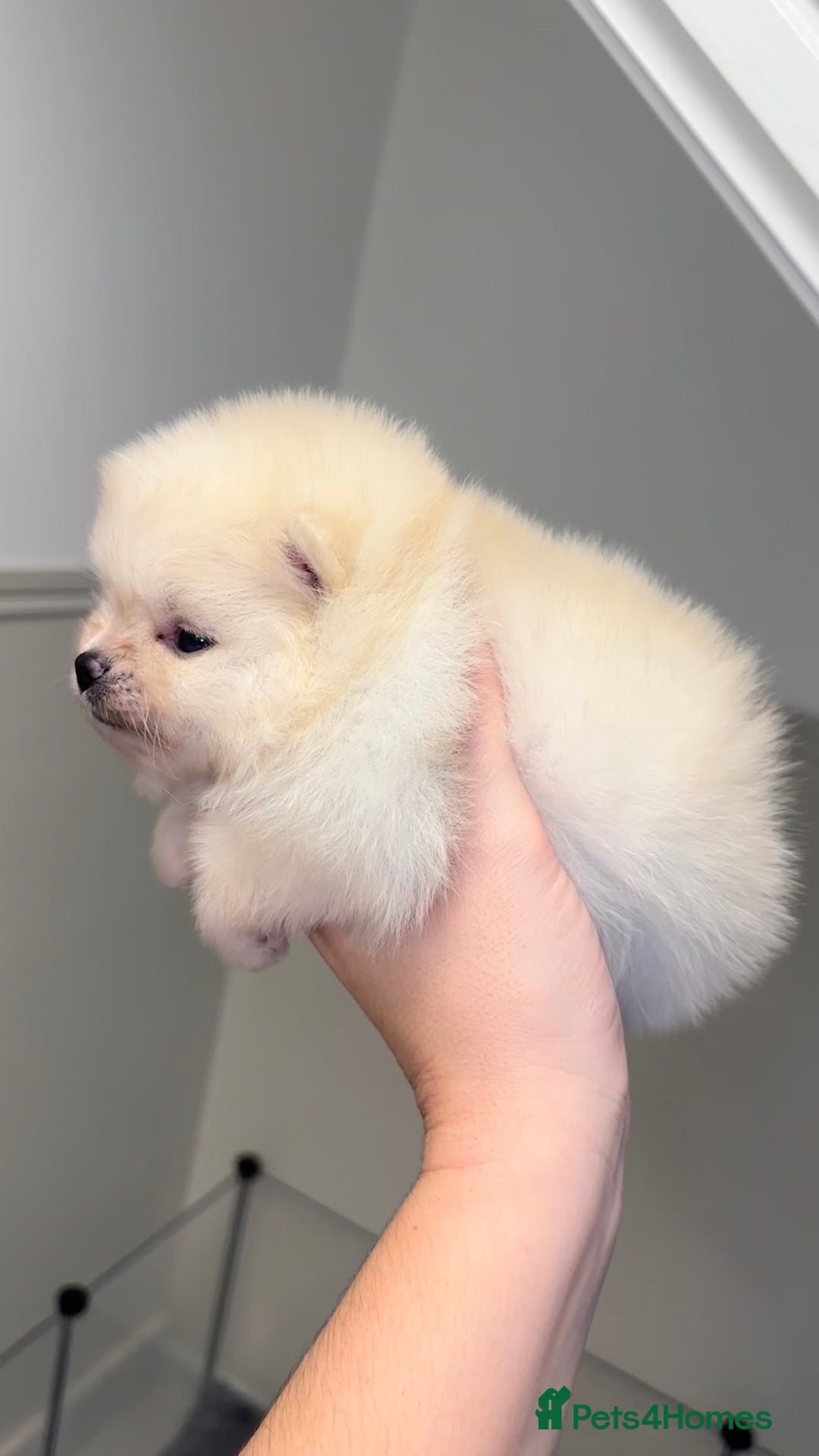 Pomeranian dogs for sale: Champion blood line teddy bear Pomeranian pups  - Advert 4