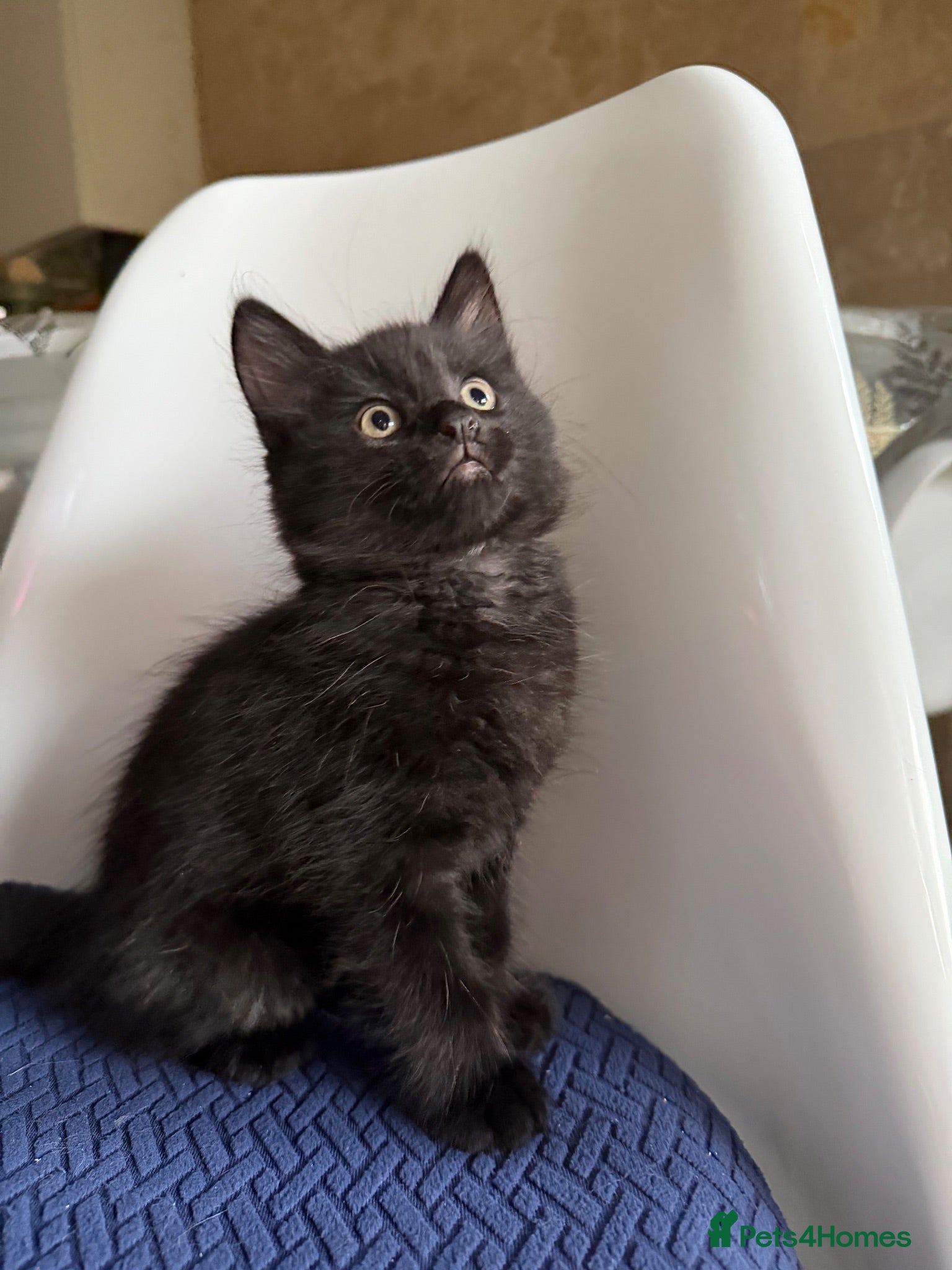 Mixed Breed cats for sale: Gorgeous male - Advert 3
