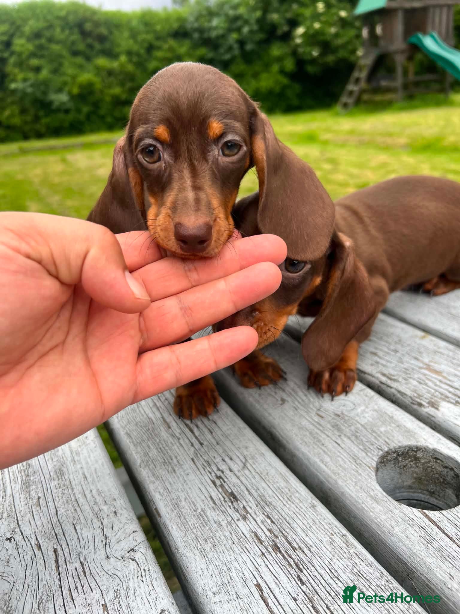 Miniature Dachshund dogs Reduced price -Mini Dachshund Puppies  Chocolate - Advert 6