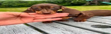 Miniature Dachshund Puppy 5