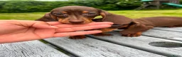 Miniature Dachshund dogs for sale: Reduced price -Mini Dachshund Puppies  Chocolate - Advert 4