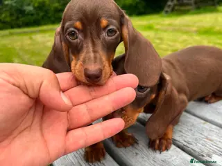 Miniature Dachshund dogs Reduced price -Mini Dachshund Puppies Chocolate - Advert 6