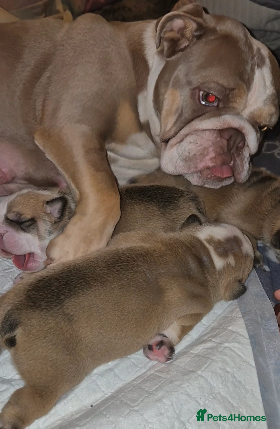 English Bulldog dogs for sale: Beautiful Red and White KC English Bulldog Puppies - Advert 4
