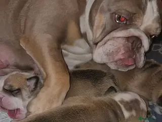 English Bulldog dogs Beautiful Red and White KC English Bulldog Puppies - Advert 1