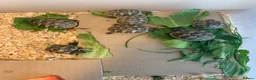 Tortoise reptiles for sale: Six tortoises for sale  - Advert 3