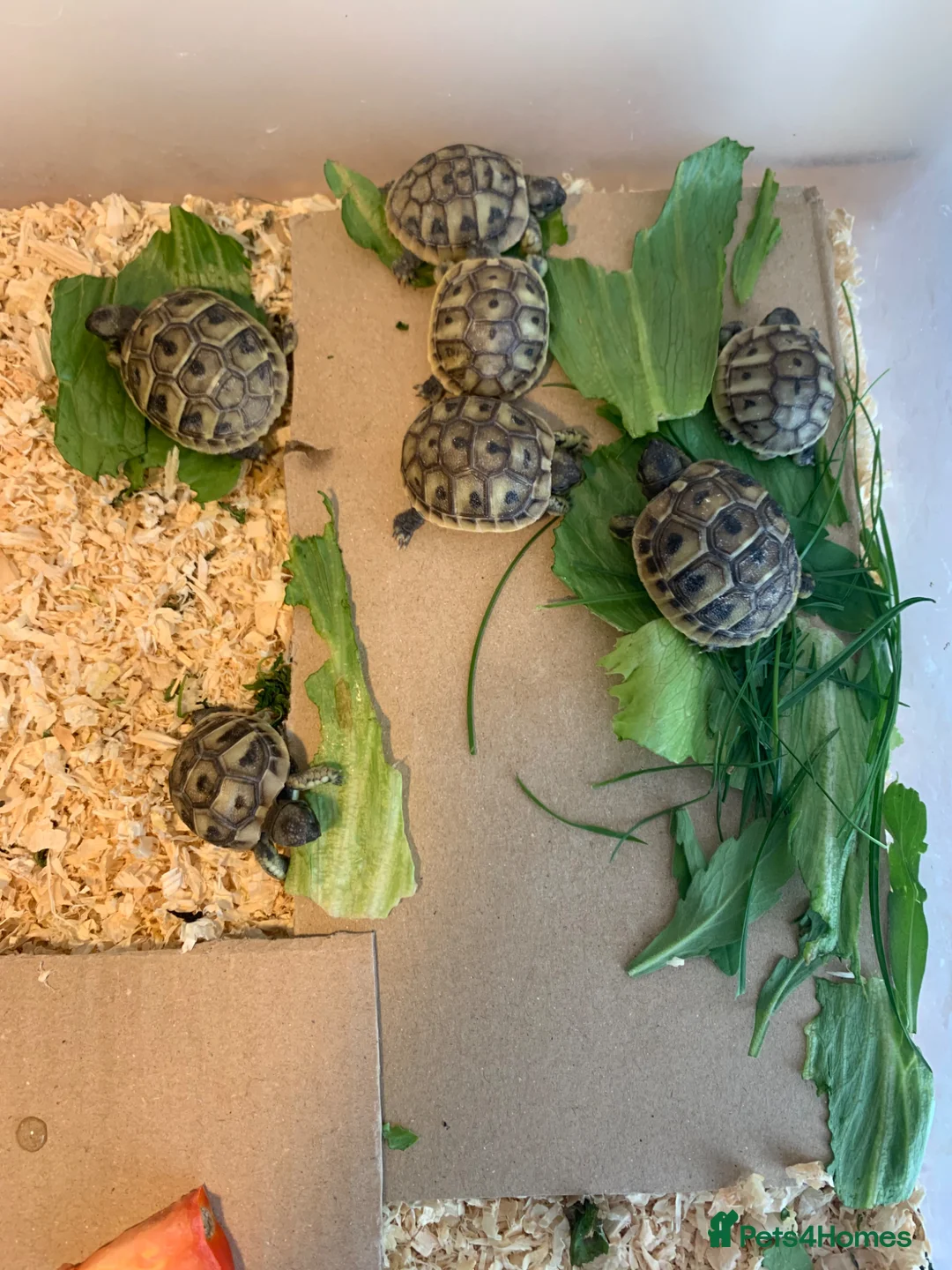 Tortoise reptiles for sale: Six tortoises for sale  - Advert 3