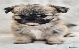 Shih Tzu dogs for sale: Gorgeous Small Imperial Shih tzu puppies READY - Image 7