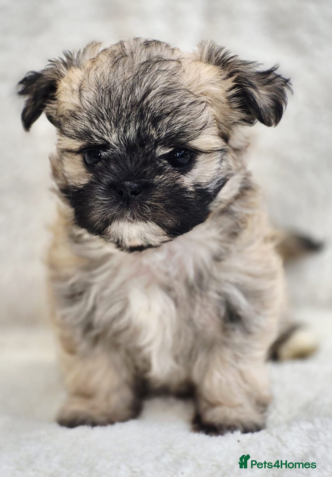 Shih Tzu dogs for sale: Gorgeous Small Imperial Shih tzu puppies READY - Image 7