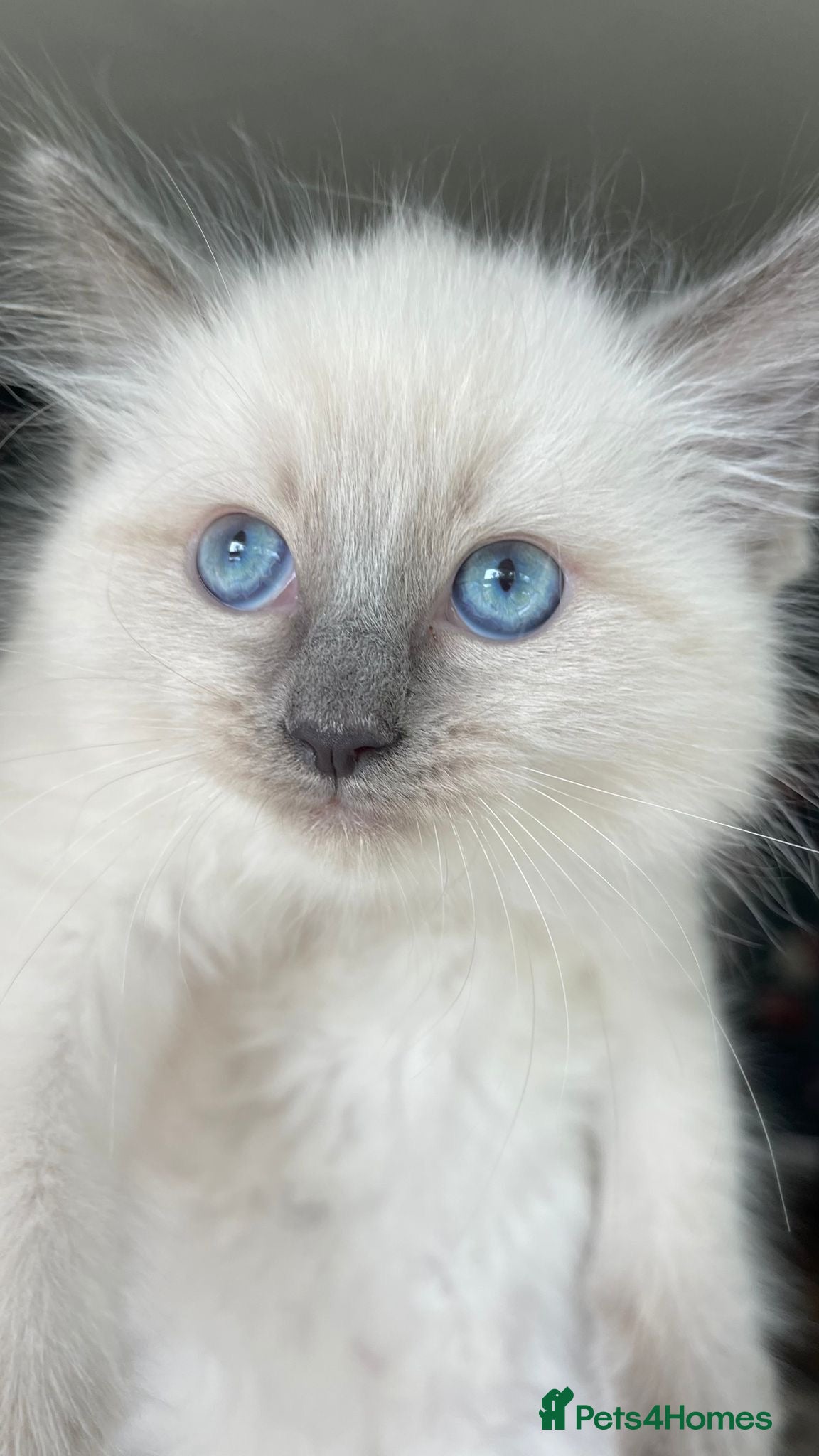 Ragdoll cats 3 Ragdoll kittens - Advert 1