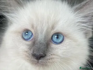 Ragdoll cats 3 Ragdoll kittens - Advert 1