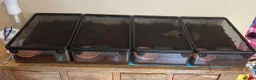 Frog reptiles for sale: 4x Pac Man Frogs With Full Setups in London - Advert 2