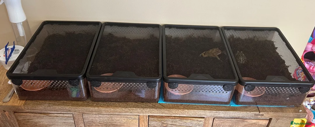 Frog reptiles for sale: 4x Pac Man Frogs With Full Setups in London - Advert 2