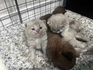 British Shorthair cats 🏆cinnamon & lilac british shorthair babies 🏆 - Advert 18