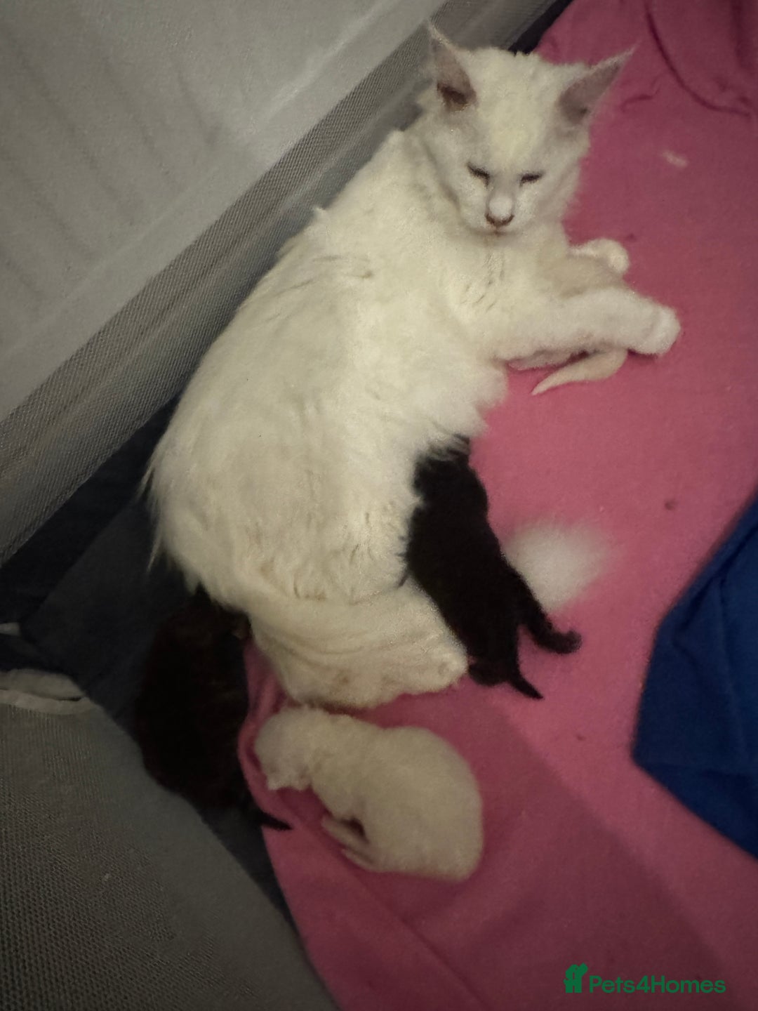 Maine Coon cats for sale: 😻😻beautiful Maine coone 👑👑😻♥️♥️ - Image 8